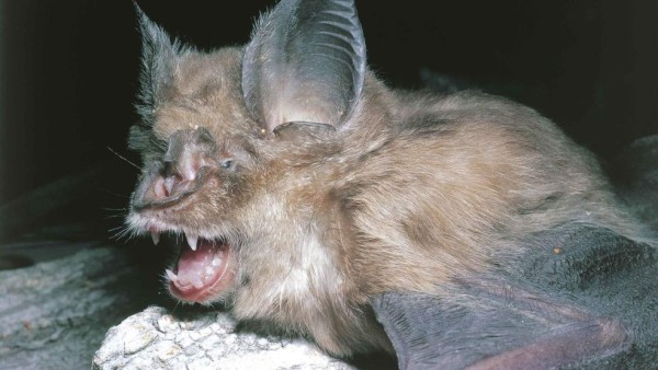 Como película de terror: El laboratorio que dejó escapar el coronavirus ¿cómo arma biológica?