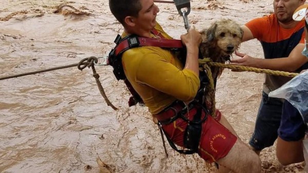 Sorprendentes fotos: Hondureños no abandonan a sus animales durante el desastre provocado por Eta