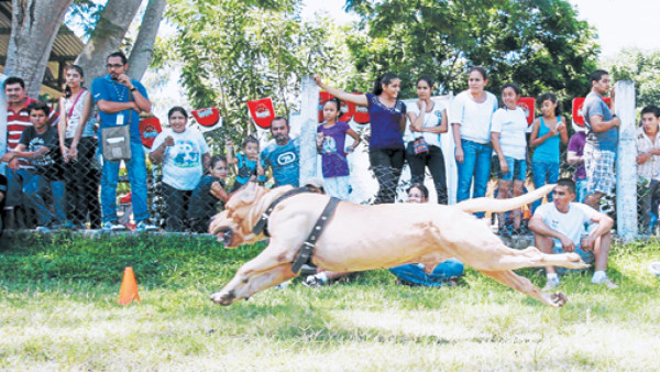 El 'Usain Bolt” de las pruebas caninas