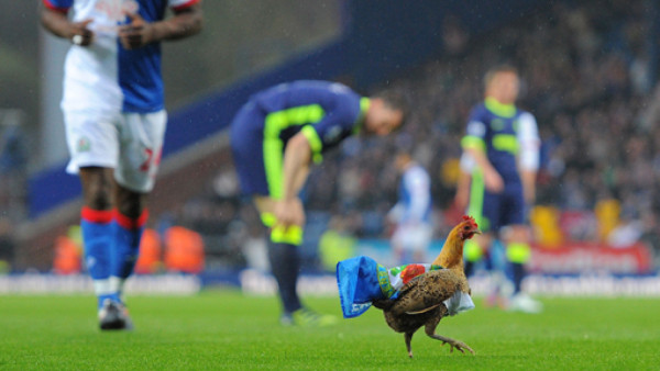 La gallina que detuvo un juego en Inglaterra