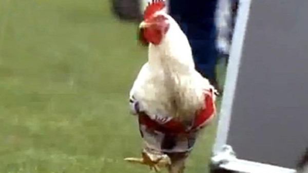 VIDEO: Afición de Quilmes lanza gallinas a River Plate