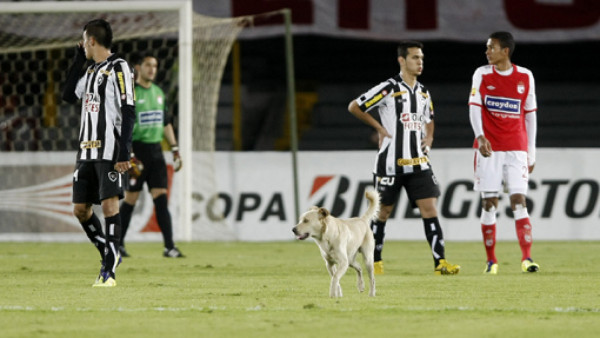El perro que paró un partido y se divirtió