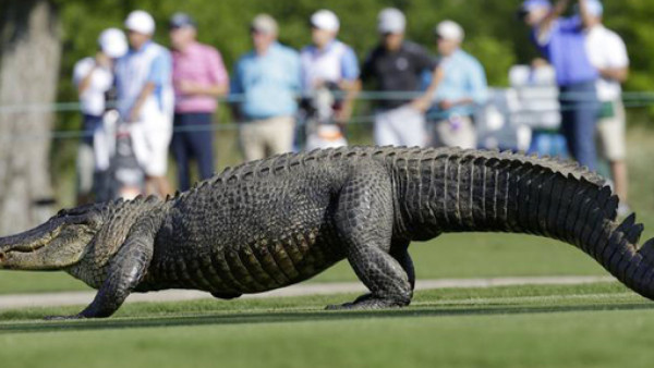 VIDEO: Cocodrilo de tres patas invade cancha de golf en el PGA