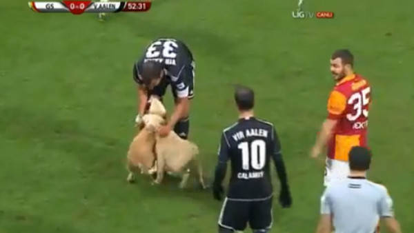 Perros interrumpen partido del Galatasaray al invadir la cancha