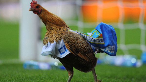 La gallina que detuvo un juego en Inglaterra