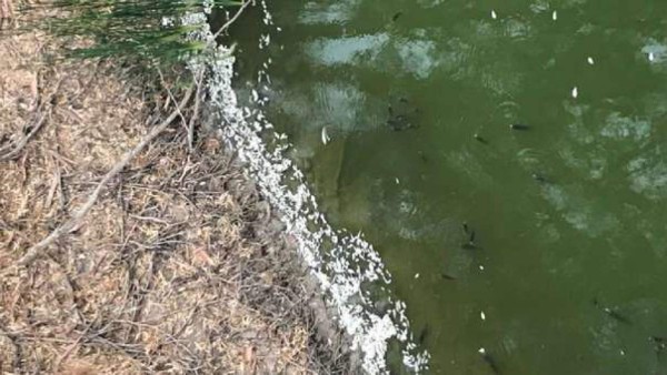 Grave sequía en Australia: 'Centenas de miles' de peces aparecen muertos