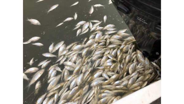 Grave sequía en Australia: 'Centenas de miles' de peces aparecen muertos