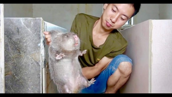 Las enormes ratas que China tenía preparadas como plato gourmet antes del coronavirus