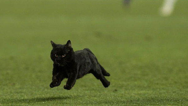 El gato negro en el Camp Nou