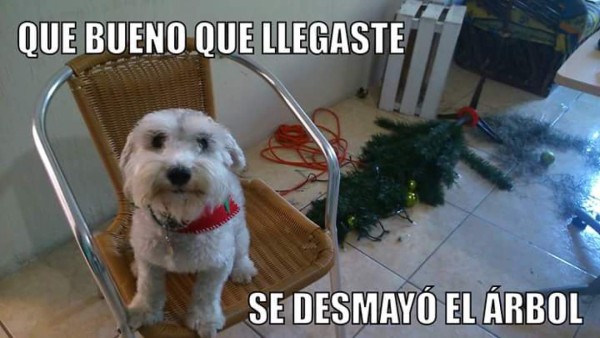 Los memes más divertidos de Navidad que le dan la vuelta al mundo