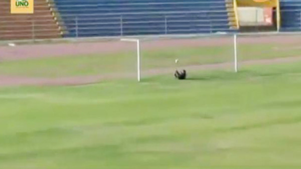 VIDEO: Golazo desde 80 metros en Perú