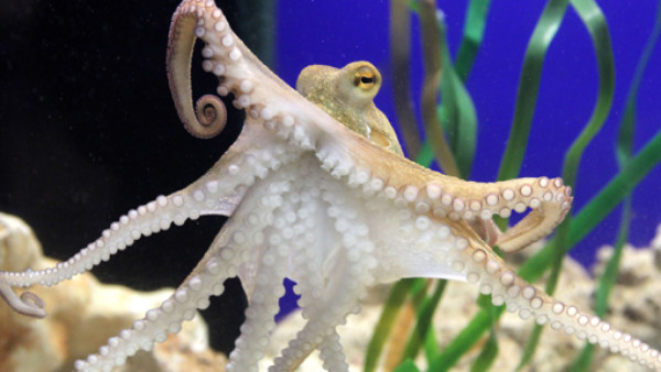 El pulpo Paul ya tiene sustituto