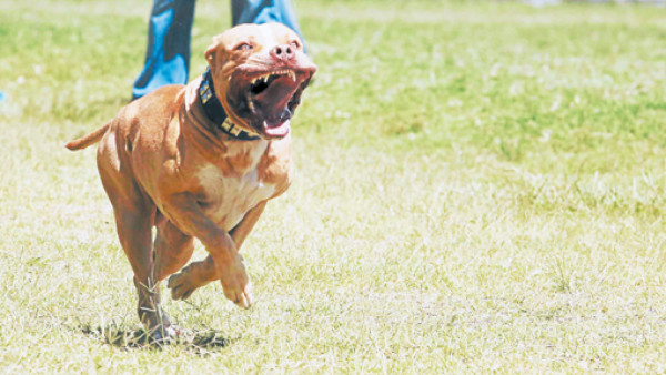 El 'Usain Bolt” de las pruebas caninas