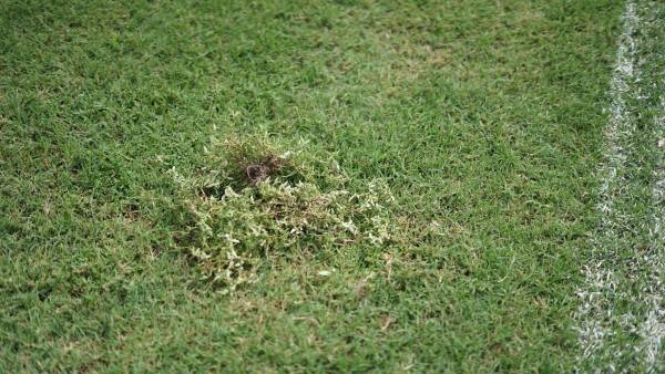 La cancha del estadio Morazán no tiene buen color y luce mala. FOTO: Mauricio Ayala.