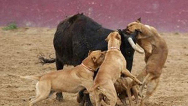 Torero muestra la sádica tortura que recibió un pequeño toro