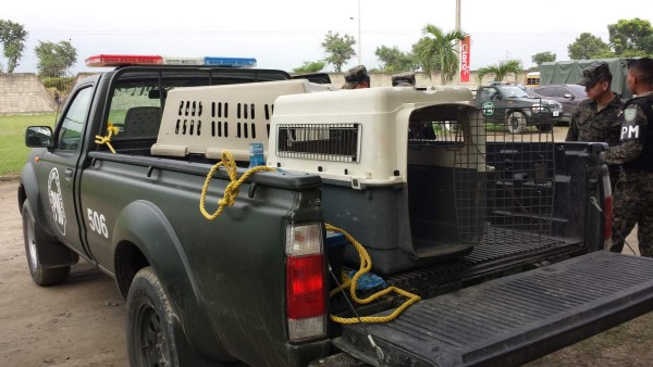 FOTOS: Así se vive la previa del encuentro entre Honduras-México