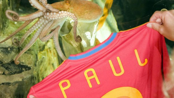 Pulpo Paul recibió la camisa de España
