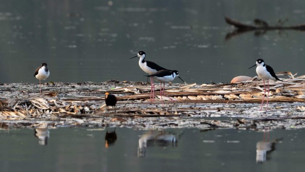 Fotos: Lluvias torrenciales del ciclón Eta resucitaron lagunas desaparecidas en San Pedro Sula