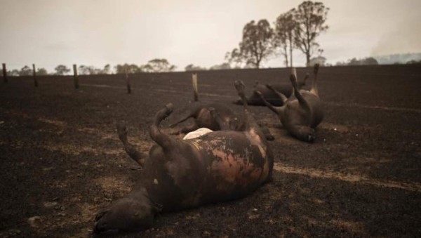 Apocalípticas fotos del brutal incendio en Australia; casi medio millón de animales han muerto