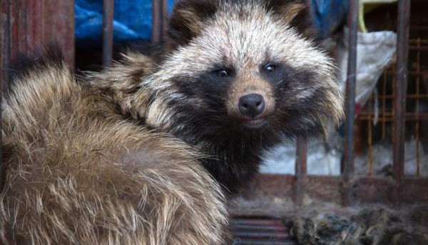 ¡Coronavirus! China prohíbe venta y consumo de carne de animales silvestres en Wuhan