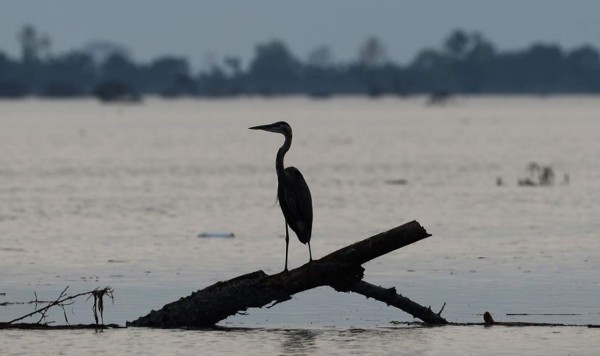 Fotos: Lluvias torrenciales del ciclón Eta resucitaron lagunas desaparecidas en San Pedro Sula