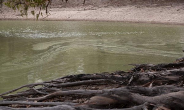 Grave sequía en Australia: 'Centenas de miles' de peces aparecen muertos