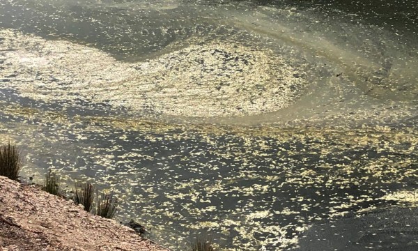 Grave sequía en Australia: 'Centenas de miles' de peces aparecen muertos