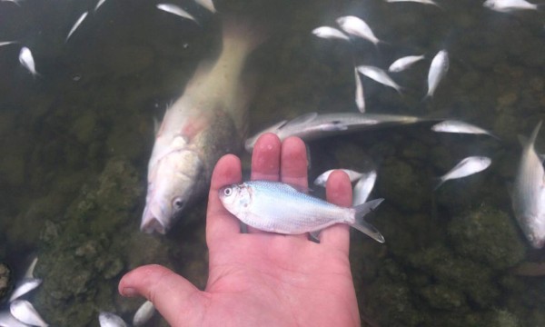 Grave sequía en Australia: 'Centenas de miles' de peces aparecen muertos