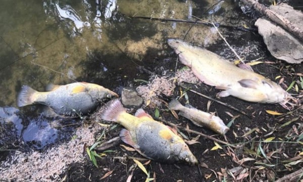 Grave sequía en Australia: 'Centenas de miles' de peces aparecen muertos