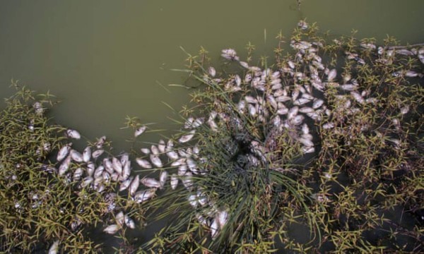 Grave sequía en Australia: 'Centenas de miles' de peces aparecen muertos
