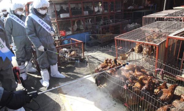 ¡Coronavirus! China prohíbe venta y consumo de carne de animales silvestres en Wuhan