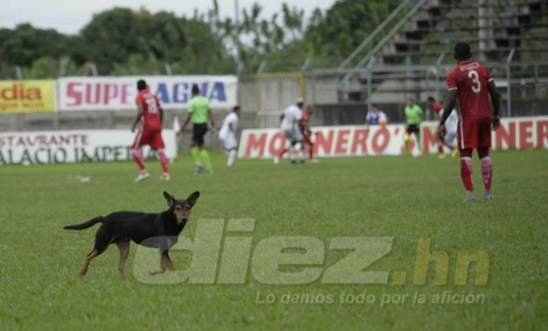 Sangre, abejas, chicas lindas y besos en las fotos curiosas de la fecha 7&nbsp;&nbsp;