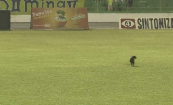 En El Salvador se arma 'pleito' tras ingreso de perro a la cancha