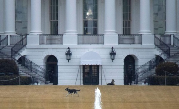 ¿Qué hicieron? Expulsan a los dos perros del presidente Joe Biden de la Casa Blanca