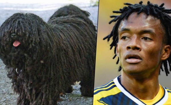 Algunos son escurridizos, otros tienen capacidades fenomenales para sobresalir ante su rival.