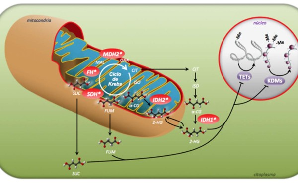 Identifican un nuevo gen en los tumores neuroendocrinos hereditarios
