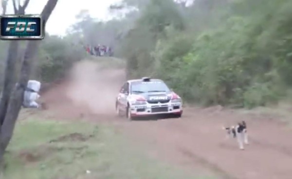 VIDEO: Conoce al perro más afortunado del mundo