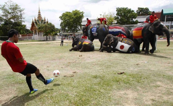 Elefantes mundialistas juegan fútbol en Tailandia