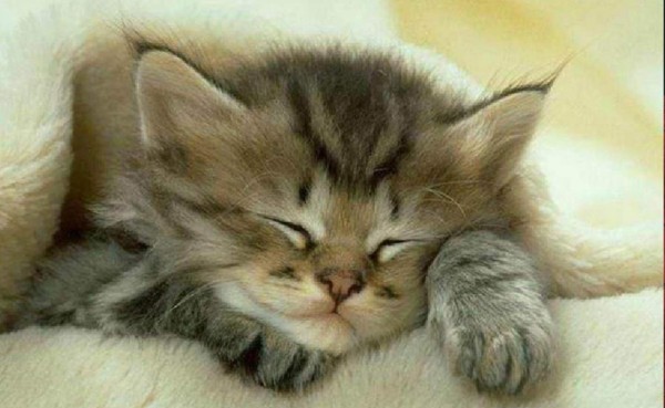 Youtube acusa a un gato de robar derechos de autor