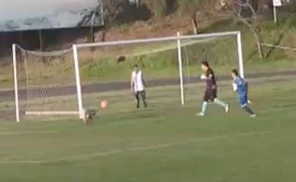 VIDEO: ¡Increíble! Perro evitó un gol en la segunda división de Chile