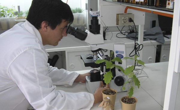 Plantas que generan electricidad, el proyecto que está en desarrollo