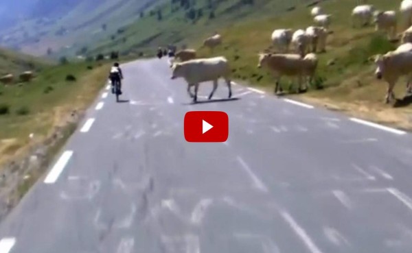 VIDEO: Vacas se convierten en obstáculo de competidores del Tour de Francia