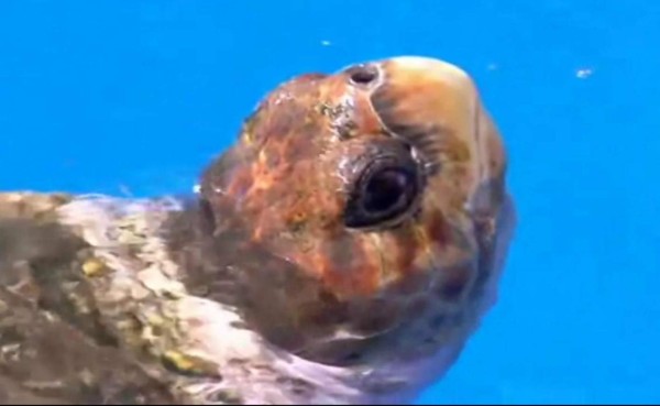Tortuga predice triunfo de Brasil en arranque del Mundial