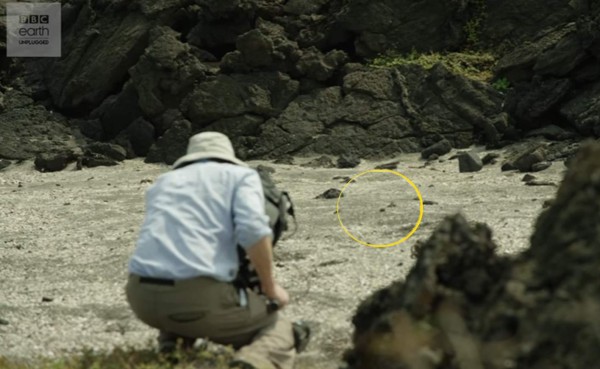 VIDEO: BBC muestra cómo grabó el video de la iguana contra serpientes