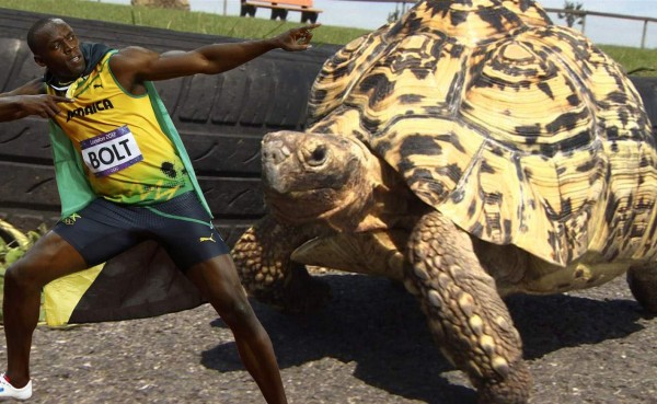 La 'Usain Bolt' de las tortugas impone un nuevo récord mundial