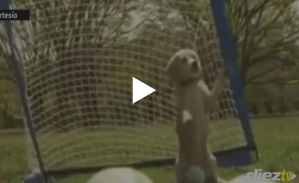 Perro portero enamora en la red por sus tapadas