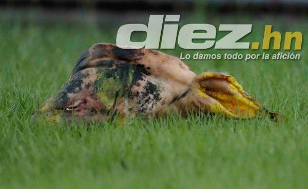 VIDEO: Afición de Olimpia lanzó una cabeza de cerdo pintada de amarillo y negro