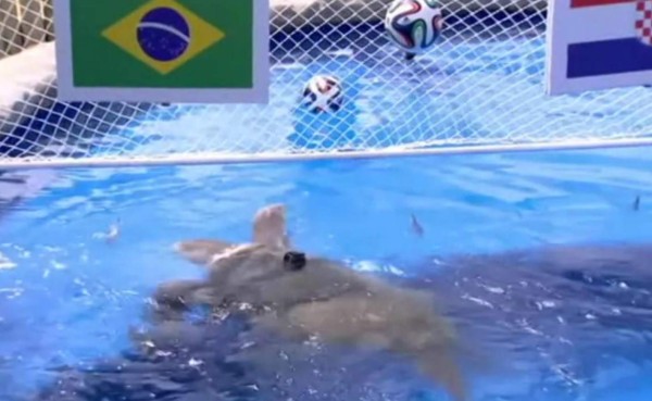 Tortuga predice triunfo de Brasil en arranque del Mundial