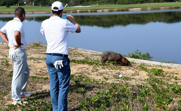 El roedor más grande del mundo habita en campos de golf de Rio