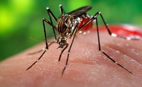 Comienzan las primeras pruebas de una vacuna contra el zika